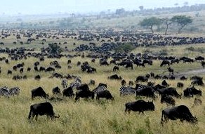 Национальные парки Кении: список, фото, описание () Национальные парки Кении: список, фото, описание