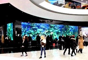 Слухи о смерти акулы в киевском ТРЦ Океан Плаза преувеличены () Слухи о смерти акулы в киевском ТРЦ Океан Плаза преувеличены