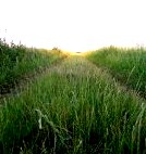 Фотографии красивой природы (Киевская область) () Фотографии красивой природы (Киевская область)