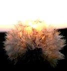 Фотографии красивой природы (Киевская область) () Фотографии красивой природы (Киевская область)