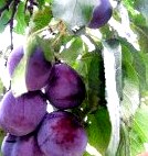 Фотографии красивой природы (Киевская область) () Фотографии красивой природы (Киевская область)