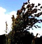 Фотографии красивой природы (Киевская область) () Фотографии красивой природы (Киевская область)