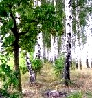 Фотографии красивой природы (Киевская область) () Фотографии красивой природы (Киевская область)