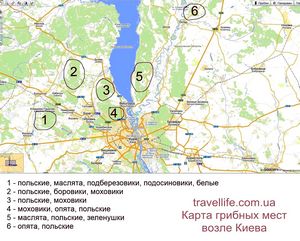 Грибные места возле Киева - где киевлянам собирать грибы () Грибные места возле Киева - где киевлянам собирать грибы
