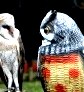 Самые смешные и потешные птицы - фото и видео подборка () Самые смешные и потешные птицы - фото и видео подборка