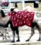 Недорогой отдых в Крыму – цены в частном секторе () Недорогой отдых в Крыму – цены в частном секторе