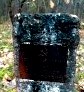 Сбор грибов в ноябре (Киевская область, Украина) () Сбор грибов в ноябре (Киевская область, Украина)