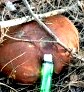 Грибные места возле Киева - где киевлянам собирать грибы () Грибные места возле Киева - где киевлянам собирать грибы