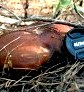 Грибные места возле Киева - где киевлянам собирать грибы () Грибные места возле Киева - где киевлянам собирать грибы