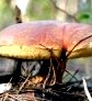 Грибные места возле Киева - где киевлянам собирать грибы () Грибные места возле Киева - где киевлянам собирать грибы