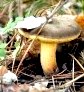 Грибные места возле Киева - где киевлянам собирать грибы () Грибные места возле Киева - где киевлянам собирать грибы