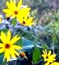Грибные места возле Киева - где киевлянам собирать грибы () Грибные места возле Киева - где киевлянам собирать грибы