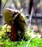Грибные места возле Киева - где киевлянам собирать грибы () Грибные места возле Киева - где киевлянам собирать грибы