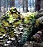 Сбор грибов в ноябре (Киевская область, Украина) () Сбор грибов в ноябре (Киевская область, Украина)