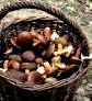 Сбор грибов в ноябре (Киевская область, Украина) () Сбор грибов в ноябре (Киевская область, Украина)