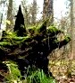 Сбор грибов в ноябре (Киевская область, Украина) () Сбор грибов в ноябре (Киевская область, Украина)