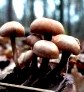 Сбор грибов в ноябре (Киевская область, Украина) () Сбор грибов в ноябре (Киевская область, Украина)