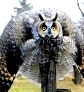 Самые смешные и потешные птицы - фото и видео подборка () Самые смешные и потешные птицы - фото и видео подборка