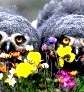 Самые смешные и потешные птицы - фото и видео подборка () Самые смешные и потешные птицы - фото и видео подборка