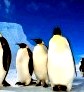 Самые смешные и потешные птицы - фото и видео подборка () Самые смешные и потешные птицы - фото и видео подборка