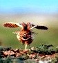 Самые смешные и потешные птицы - фото и видео подборка () Самые смешные и потешные птицы - фото и видео подборка