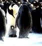 Самые смешные и потешные птицы - фото и видео подборка () Самые смешные и потешные птицы - фото и видео подборка
